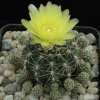 Gymnocalycium_andreae_1